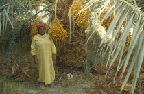 Fafara Date Harvest. Women standing near crops