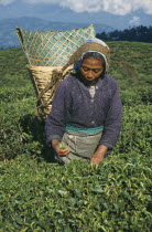 Woman tea picker at work with a basket on her back