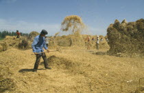 Threshing Wheat by hand.