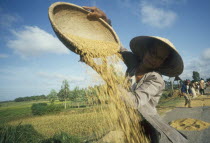 Woman winnowing rice by side of the road by pouring rice out of a large flat basket
