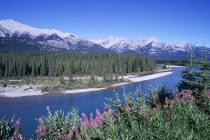 View over river toward forest against a backdrop of snowcapped mountain peaks on the horizon