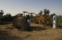 Men using modern irrigation wheel with cattleAfrican Middle East North Africa Cow  Bovine Bos Taurus Livestock Farming Agraian Agricultural Growing Husbandry  Land Producing Raising Male Man Guy Nort...
