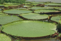 Victoria Amazonica giant  water lillies.