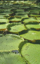 Victoria Amazonica. Giant Amazon water lilly pads.
