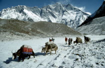 Yaks loaded up with bags walking through snowy mountain range with handlers toward peaks in the background