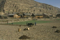 People working in fields with yaks.  Rural housing at foot of terraced mountainside behind.