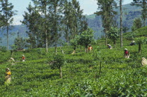 Women tea pickers at work on hillside plantation