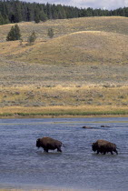 Two Bison crossing a river
