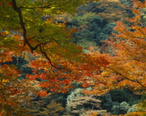 Detail of colourful autumn leaves