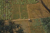 Looking down on person weeding between patchwork of growing vegetables.