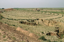Contoured planting showing erosion