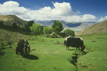 Yaks grazing in mountain landscape.