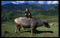 Muong boy sitting on the back of a water buffalo in the mountainsHmuongHmong