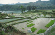 View over rice seedlings in a nusery bed on slopes by the river.