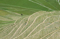 Rice Terraces