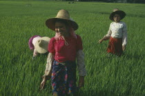 Dai tribe women working in rice paddy