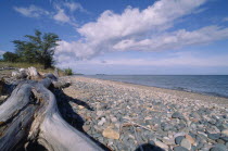 Iroquois Point. View over weathered wooden log and cobbled beach toward lapping waves on the shore