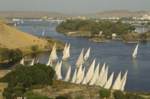 Feluccas on River Nile