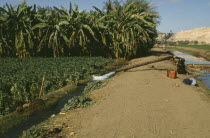 Irrigation pump working by field of beans and banana plantation