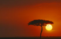 Sun setting in red sky behind a single tree