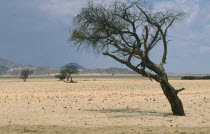 Wind bent Acacia trees in the semi desert and grassland