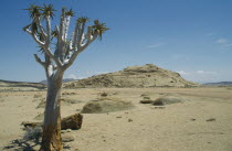 Desert landscape with rock mound and tree in the foreground
