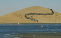 Barrier to prevent dune movement and lagoon with flamingos below