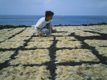 Woman tending seaweed drying in the sun