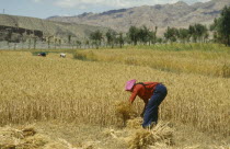 Woman reaping wheat in a field.