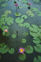 Waterlily lotus flowers in pond in the rain