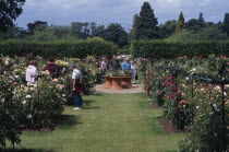 Wisley Royal Horticultural Society Garden. The Rose GardenEuropean Great Britain Northern Europe UK United Kingdom British Isles Order Fellowship Guild Club