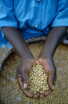 Cropped view of Efero Lodi holding handful of organically grown soya.  Organic farming allows farmers to achieve the same yields without the use of expensive fertilisers.