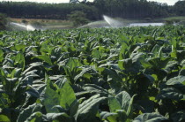 Close view of tobacco crop and spray irrigation.