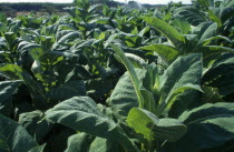 Close view of tobacco crop.