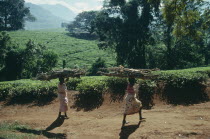 Tea plantations near Muloza with women carrying bundles of firewood on their heads in foreground.