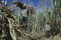 Workers loading sugar cane.