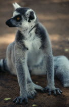 Single adult ring-tailed lemur. Lemur catta.
