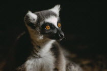 Head shot of adult ring-tailed lemur. Lemur catta.