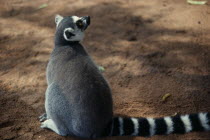 Ring-tailed lemur. Lemur catta .