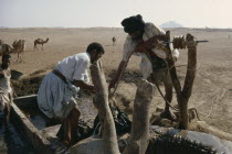 Men drawing water from desert well with camels in background. West Africa