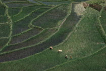 Women working in terraced rice fields.