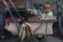 Baby in push chair with purchase of fish hung on side.