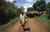 Man walking along path with herd of cattle following behind him