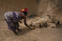 Woman feeding goat with young kids.West Africa