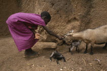 Young girl feeding goat with young kids.West Africa