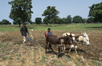 Boys clearing land ready for cultivation using pair of donkeys and small plough.West Africa