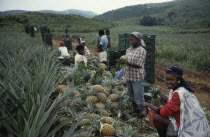 Workers with pineapples grown for export on plantation near Accra.West Africa