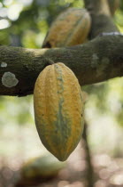 Semi-ripe cocoa pod growing on tree.West Africa