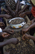 Cropped view of women s group near Accra sorting palm nuts to make palm nut oil.West Africa