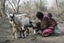 Baggara Arab nomad woman from the Beni Halba tribe milking goat with young child tied to her back. Shuwa